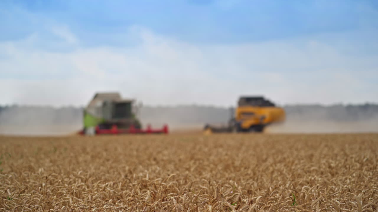 Combine harvesting on summer yellow field. Wheat harvester working on landscapes.