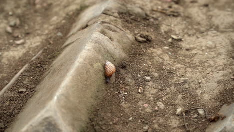 a snail crawling slowly on a dirt road in lomas de manzano, pachacamac, lima, peru