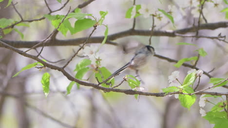 Auf-Einem-Blühenden-Baum-Hockt-Ein-Schwanzmeise-Vogel-Und-Fliegt-Dann-In-Zeitlupe-In-Einen-Sonnigen-Park-Davon