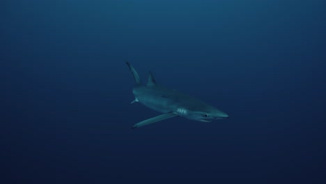 gran tiburón azul nadando más cerca del agua azul profunda cerca de las azores