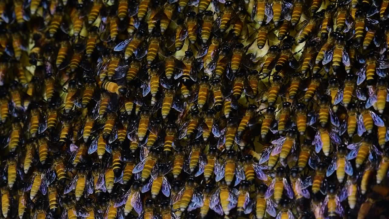 se sabe que las abejas melíferas gigantes construyen grandes colonias de nidos con bolsillos simétricos hechos de cera para almacenar miel como fuente de alimento.