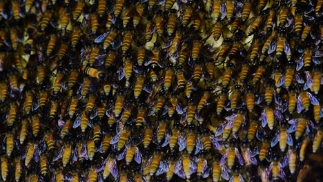 Se-Sabe-Que-Las-Abejas-Melíferas-Gigantes-Construyen-Grandes-Colonias-De-Nidos-Con-Bolsillos-Simétricos-Hechos-De-Cera-Para-Almacenar-Miel-Como-Fuente-De-Alimento.