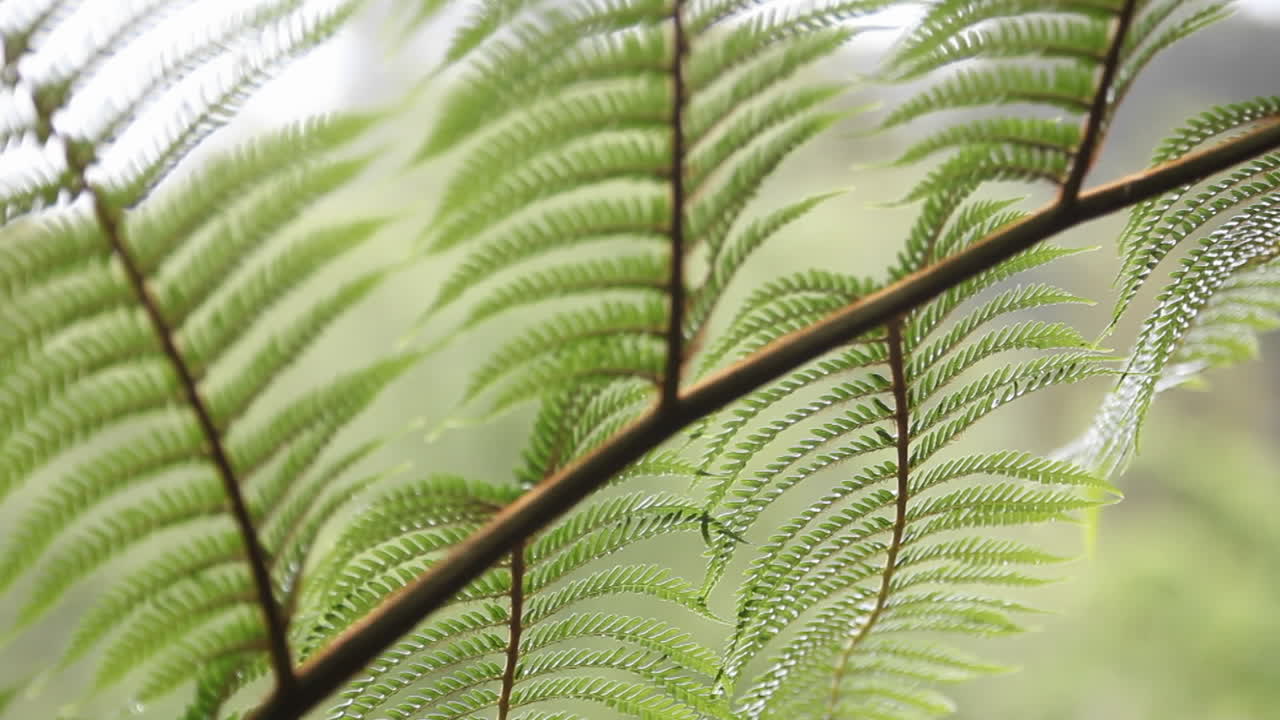 la luz del sol cae sobre un helecho