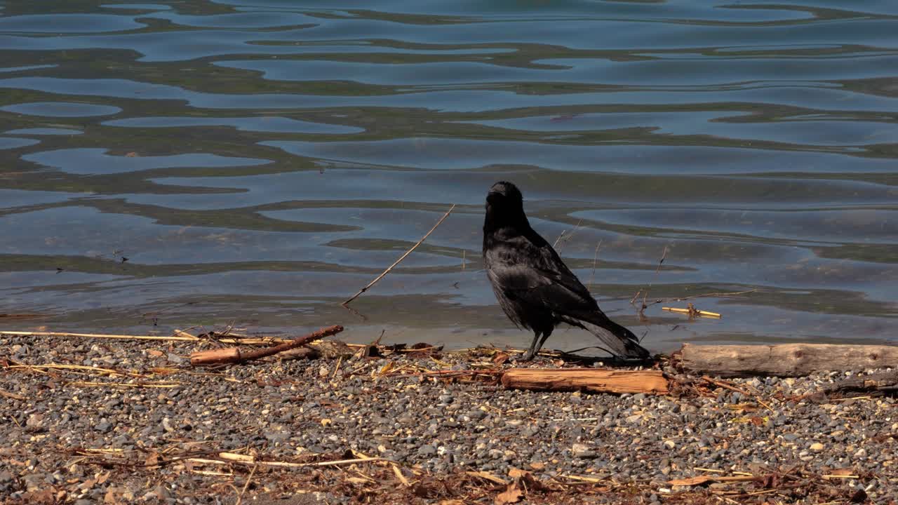 En ravn ser sig omkring i landskabet. Den er ved bredden af søen Walensee