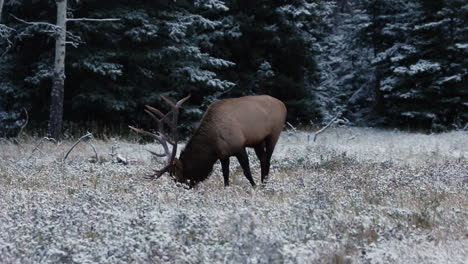 bull elk grazing in rut in frosty canada, long shot