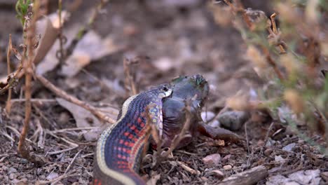 Serpiente-De-Liga-Que-Intenta-Tragar-A-Su-Presa