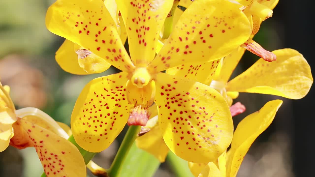 야외에서 꽃을 피우고 있는 활기찬 노란색 오키디 꽃의 클로즈업