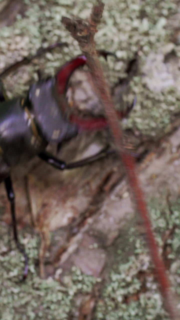 Stag Beetle (Lucanus cervus). Insect stag beetle on the old tree. Fighting beetle Vertical video