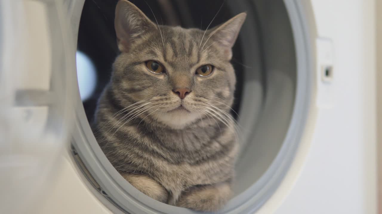 회색 타비 고양이는 세탁기에서 휴식을 취하고 긴장을 풀고 카메라를 가까이서 보고 있습니다.