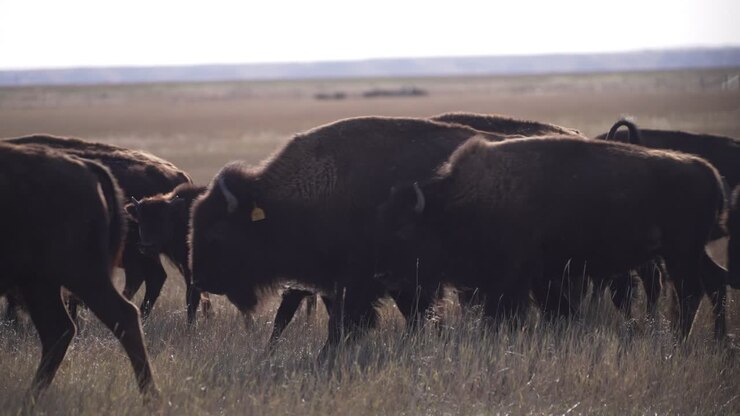 Mandria di bisonti che cammina davanti alla telecamera