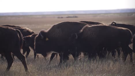 una manada de bisontes caminando junto a la cámara.