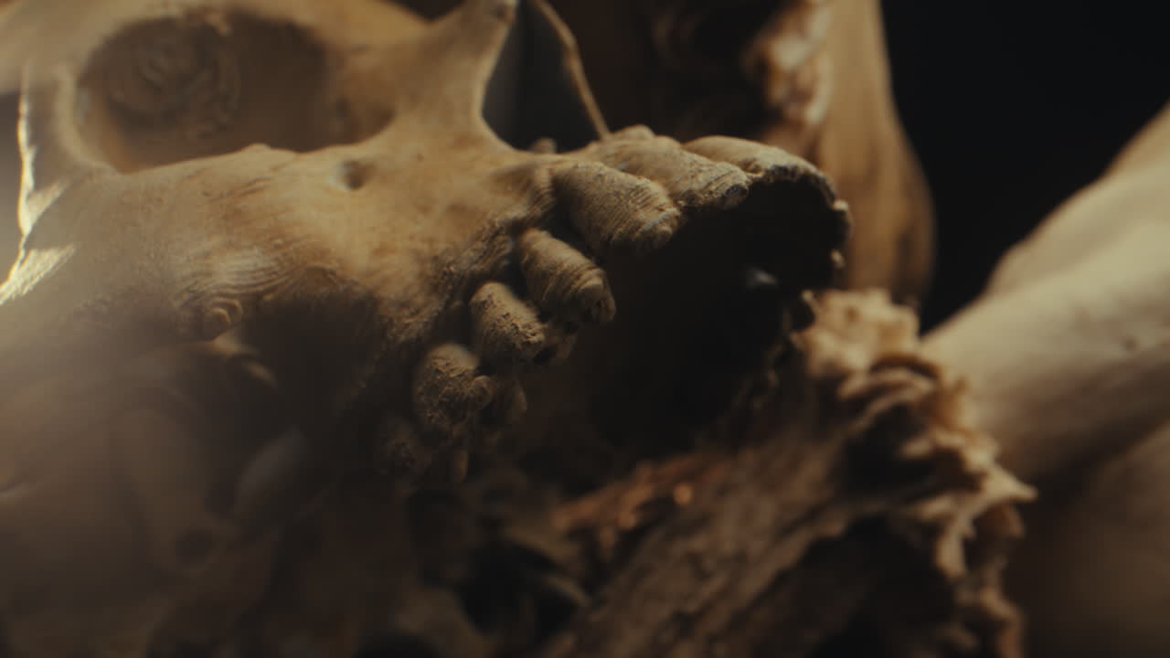 primer plano de un cráneo