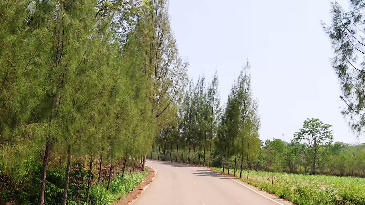 Một hành trình yên bình dọc theo con đường rợp bóng cây