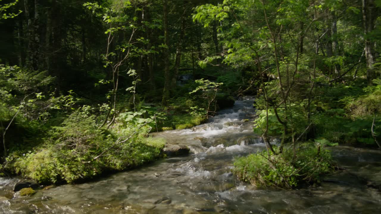 Ser sig omkring ved dyb skovbæk i glødende sollys, smuk natur | Grindelwald Schweiz Skov, Europa, 4K