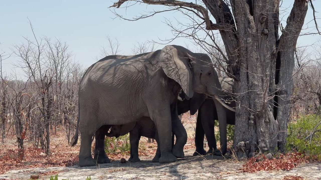 African bush elephant (Loxodonta africana) Baby looking for a chance to suckle milk under its mother's belly in Moremi Game Reserve, Botswana.