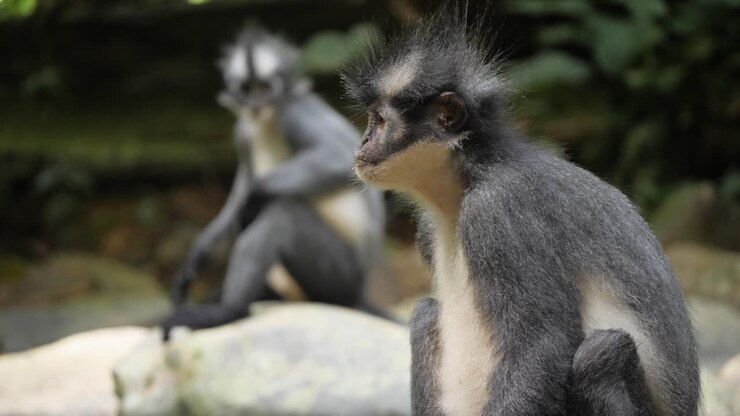 Slow motion shot of funny-looking Thomas's Leaf Monkeys sitting on rocks in Bukit Lawang, Northern Sumatra, Indonesia