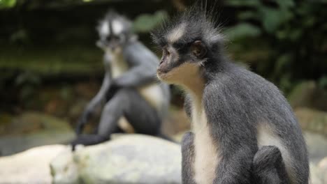 slow motion shot of funny-looking thomas's leaf monkeys sitting on rocks in bukit lawang, northern sumatra, indonesia