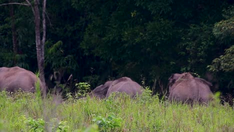 Los-Elefantes-Asiáticos-Son-Especies-En-Peligro-De-Extinción-Y-También-Son-Residentes-De-Tailandia