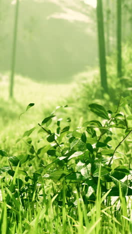 closeup of green grass and leaves in a forest