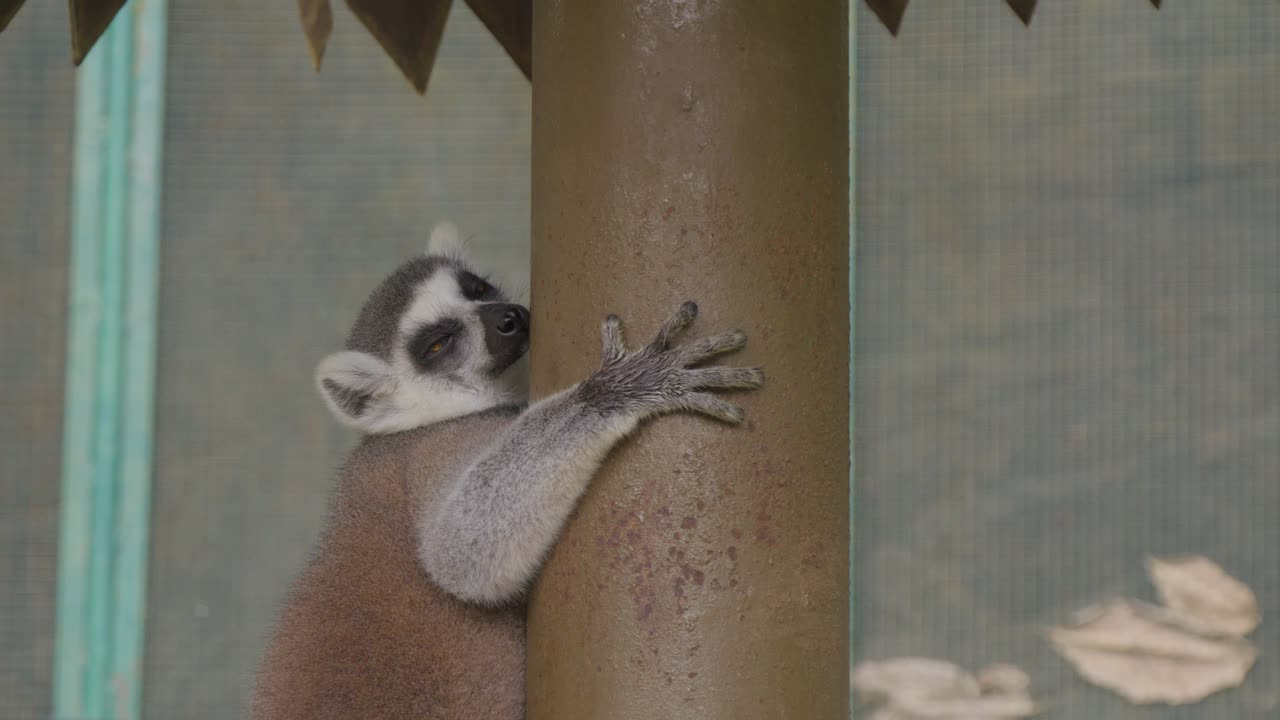 un lemur cansado de cola anillada durmiendo mientras abraza un tronco de árbol