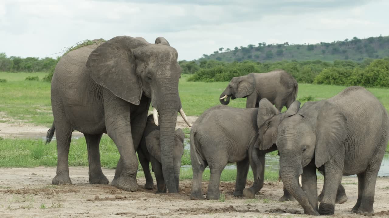 Young African elephant calves playing with each other while a female elephant is watching, Savuti Botswana
