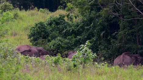 Los-Elefantes-Asiáticos-Son-Especies-En-Peligro-De-Extinción-Y-También-Son-Residentes-De-Tailandia