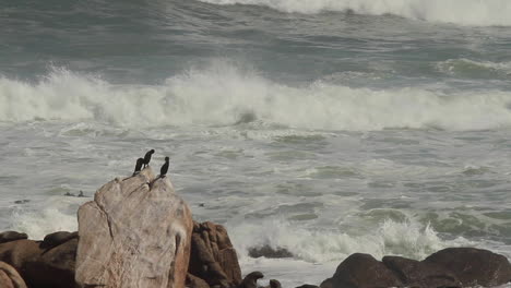 Aves-Marinas-Sentadas-En-La-Costa