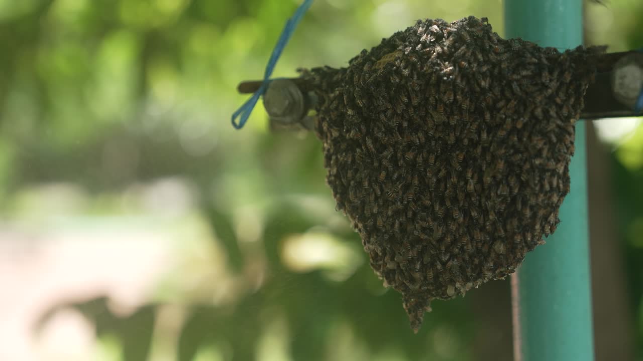 양봉가는 꿀벌을 진정시키기 위해 벌집 식민지에 설탕물을 뿌리고 양봉 떼 잡기 기술