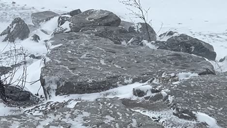 tempestade de neve com pedras cobertas de neve na floresta de inverno