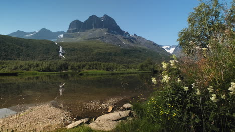 flores silvestres en flor en la orilla del lago en innerdalen en sunndal, noruega con montañas rocosas en el fondo