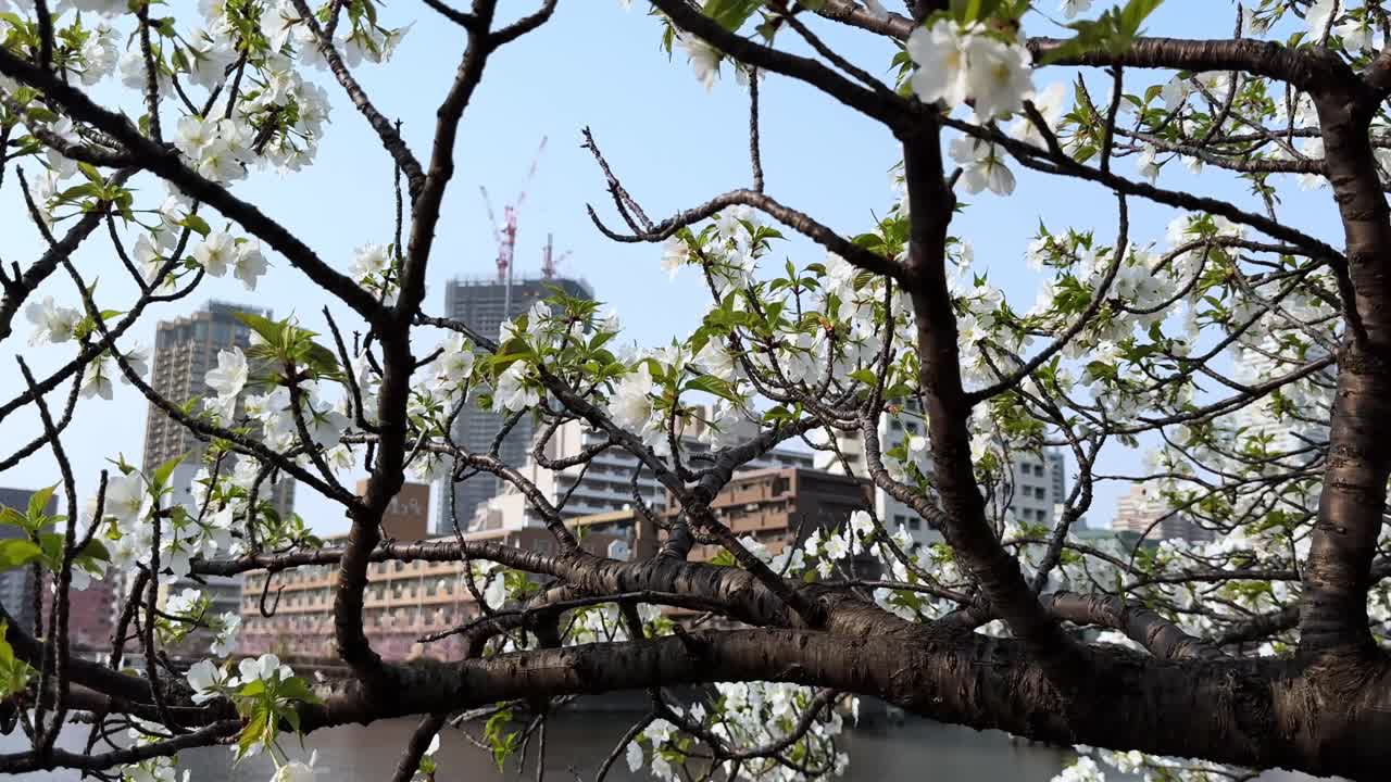 Blossoming tree branches frame a scenic view of Tokyo city skyline over water