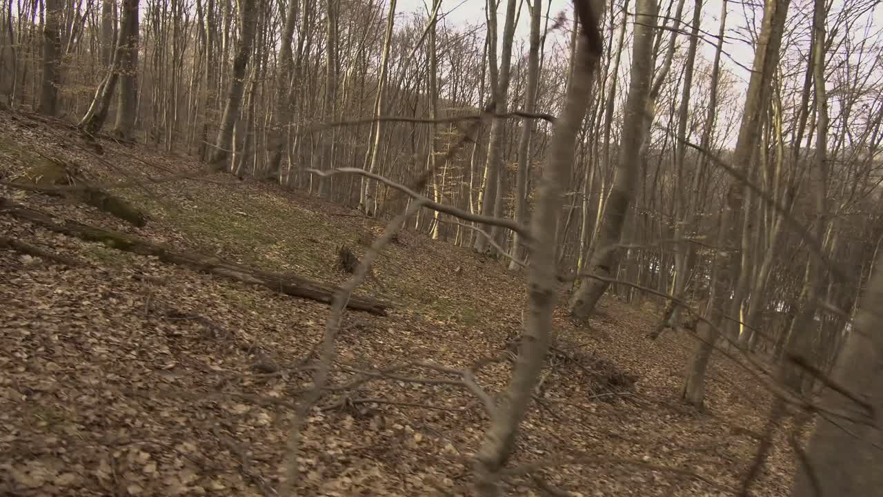 ladera empinada en el bosque hoia baciu sin hojas en los árboles a medida que se acerca el invierno