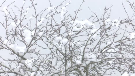 snowy tree branches
