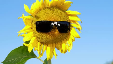hermosa flor de girasol en gafas de sol estallando por el viento