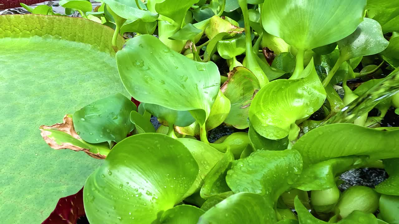 Vivid green water hyacinth plants float on a pond, captured in bright natural daylight with minimal camera movement and a tranquil, natural mood