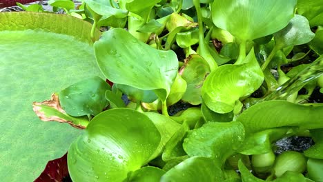 vivid green water hyacinth plants float on a pond, captured in bright natural daylight with minimal camera movement and a tranquil, natural mood