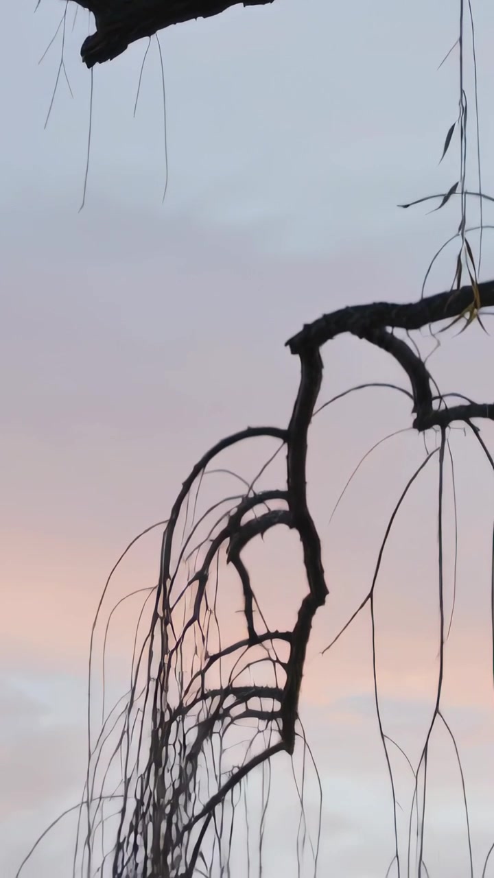 Video verticale: Telecamera che si inclina mostrando rami che ondeggiano nella brezza sotto il cielo al tramonto, con un ramo curvo.