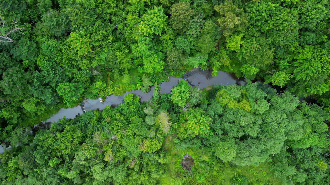 río y verde bosque vibrante, vista aérea de arriba hacia abajo