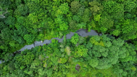 river and green vibrant forest, aerial top down view