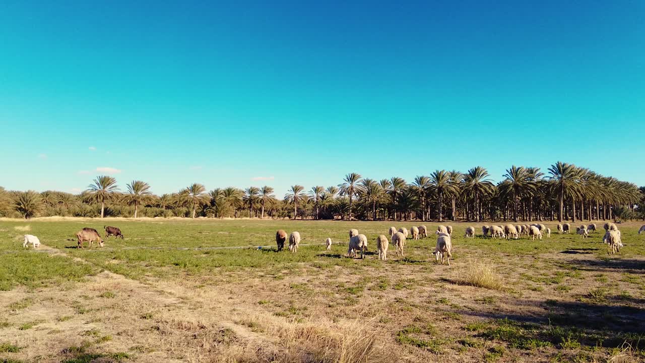 rebanho de ovelhas numa planície no deserto de biskra, argélia