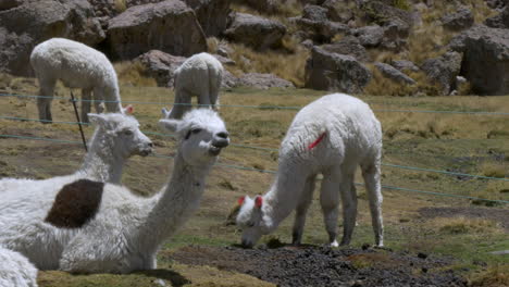 close up shot of a herd of domesticated peruvian llamas grazing and resting in a green field