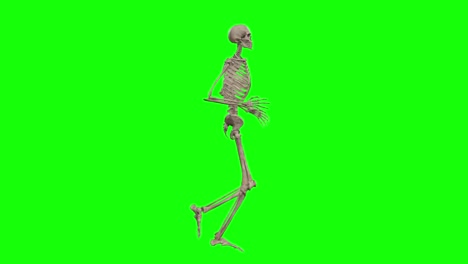 a skeleton 3d character running on green screen seamless loop 3d animation, side view animated loop