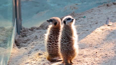 two meerkats standing together, observing surroundings