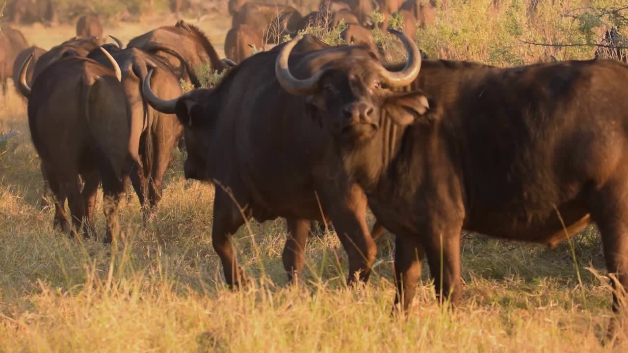 macho de búfalo levantando la cabeza y alejándose con una manada al amanecer