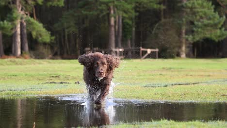 cocker spaniel a cámara lenta corriendo por un charco