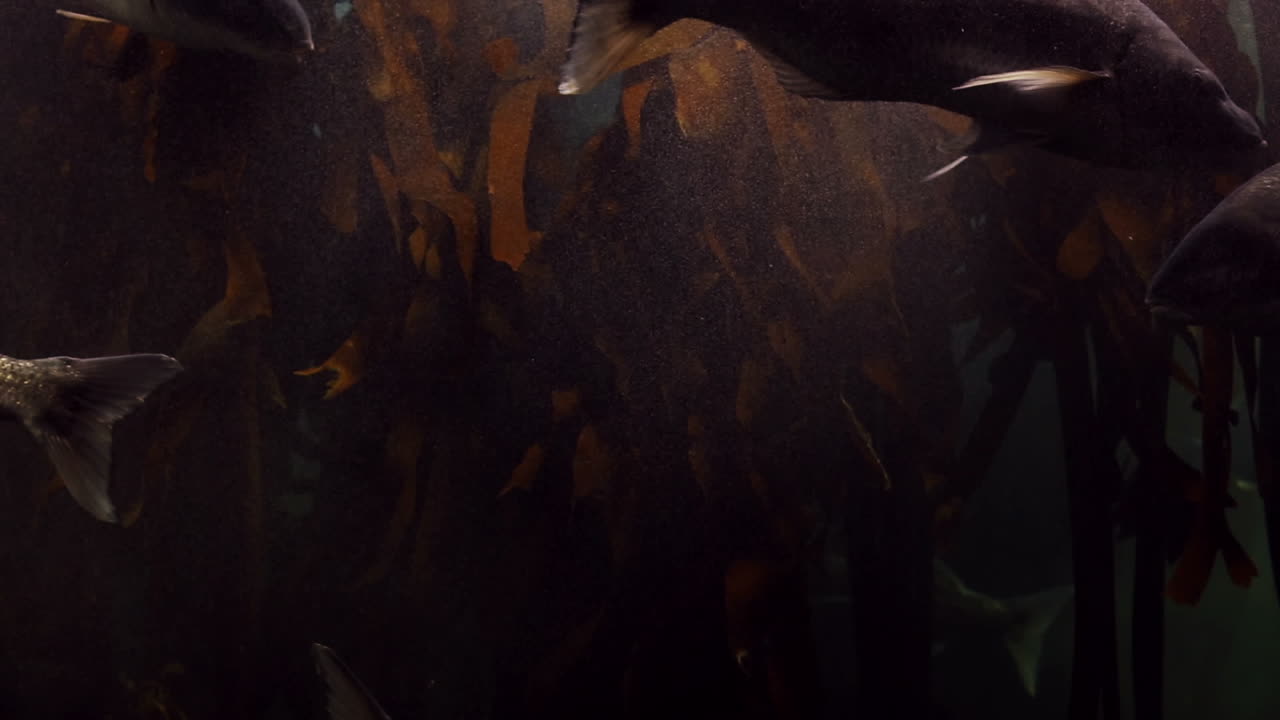 peces nadando en un tanque