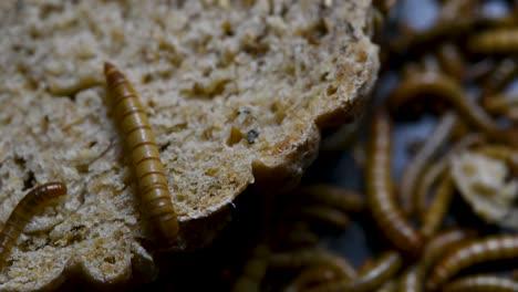 the mealworm is a species of darkling beetle used to feed pets like fish, snakes, birds, and frogs