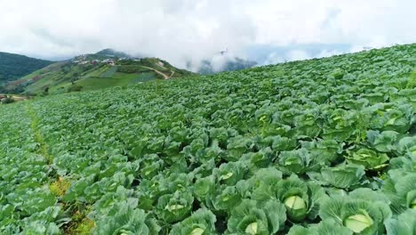 Imágenes-Escénicas-De-Drones-De-Una-Plantación-De-Repollo-Con-Clima-Brumoso-En-El-Fondo