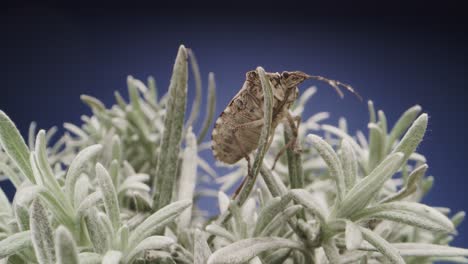 Close-up-of-bedbug-over-succulent-plant-on-blue-background