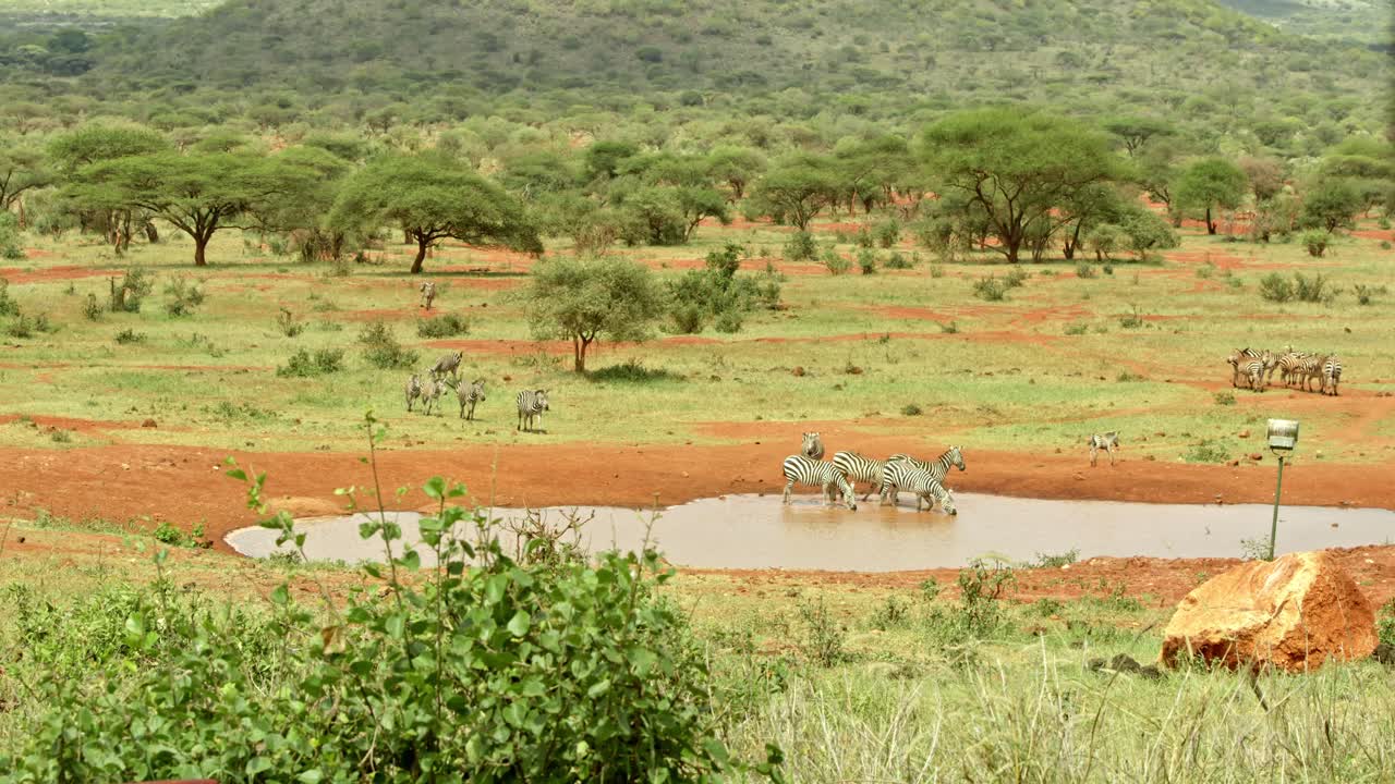 timelapse de cebras en el abrevadero cerca del kilaguni serena safari lodge en el parque nacional tsavo west, kenia